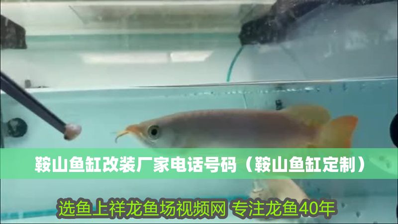 鞍山魚(yú)缸改裝廠家電話號(hào)碼（鞍山魚(yú)缸定制）