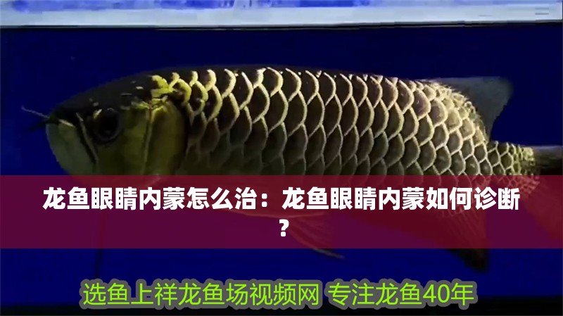 龍魚眼睛內蒙怎么治：龍魚眼睛內蒙如何診斷？