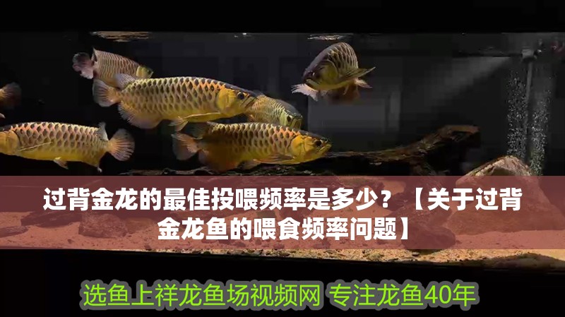 過背金龍的最佳投喂頻率是多少？【關于過背金龍魚的喂食頻率問題】