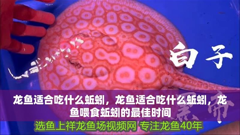 龍魚適合吃什么蚯蚓，龍魚適合吃什么蚯蚓，龍魚喂食蚯蚓的最佳時間