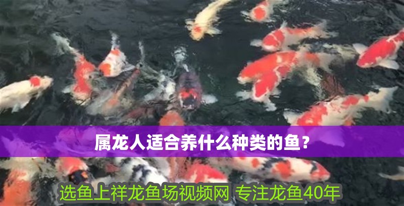屬龍人適合養(yǎng)什么種類的魚(yú)？ 屬龍人適合養(yǎng)什么種類的魚(yú)？ 龍魚(yú)百科