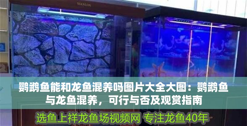鸚鵡魚能和龍魚混養嗎圖片大全大圖：鸚鵡魚與龍魚混養，可行與否及觀賞指南