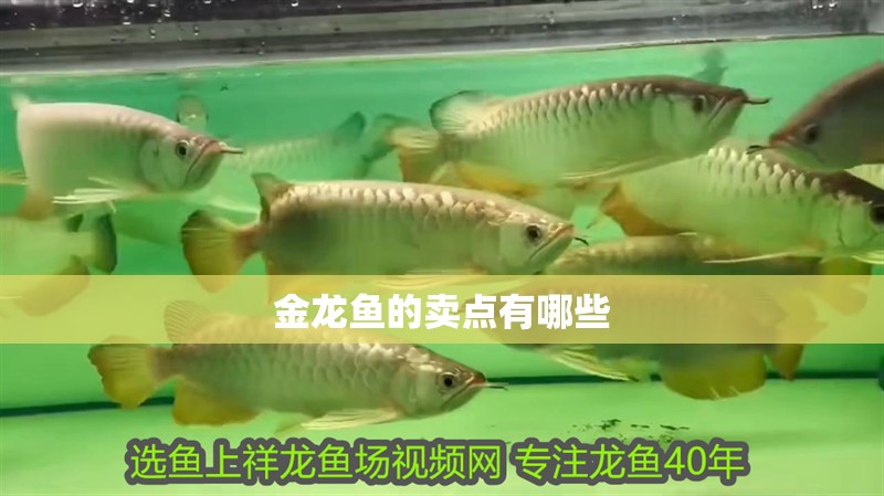 金龍魚的賣點有哪些