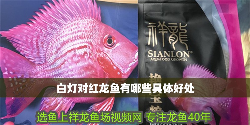 白燈對紅龍魚有哪些具體好處