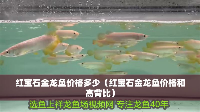 紅寶石金龍魚價格多少（紅寶石金龍魚價格和高背比）