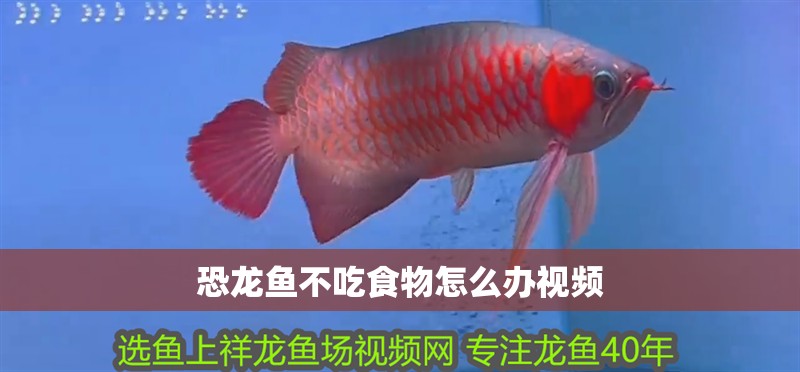 恐龍魚不吃食物怎么辦視頻 恐龍魚不吃食物怎么辦視頻 龍魚百科