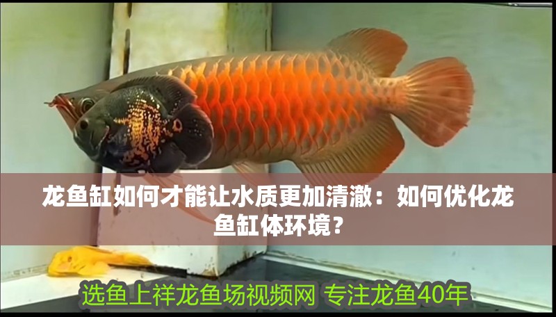 龍魚缸如何才能讓水質更加清澈：如何優化龍魚缸體環境？