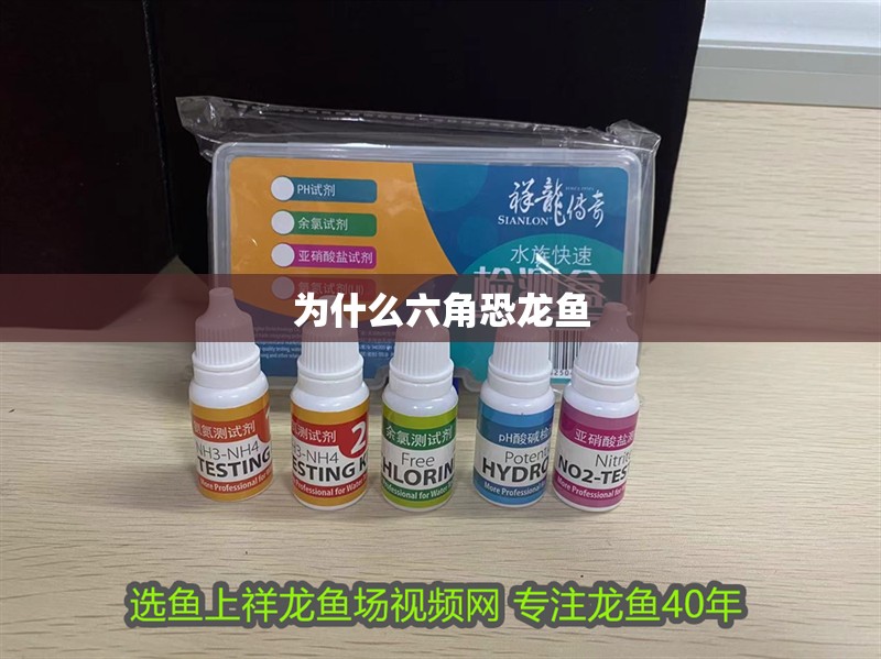 為什么六角恐龍魚