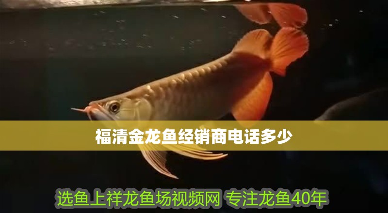 福清金龍魚(yú)經(jīng)銷商電話多少