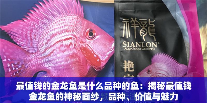 最值錢的金龍魚是什么品種的魚：揭秘最值錢金龍魚的神秘面紗，品種、價值與魅力