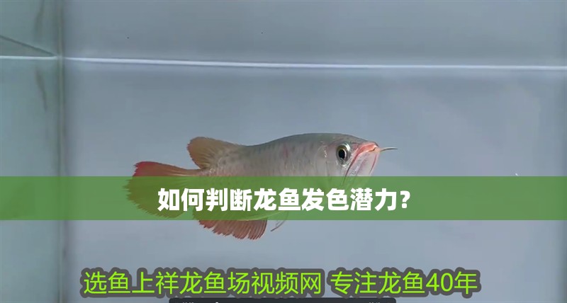 如何判斷龍魚發色潛力？ 如何判斷龍魚發色潛力？ 龍魚百科