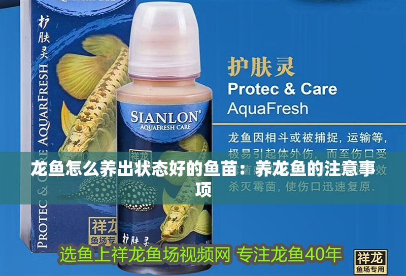 龍魚怎么養(yǎng)出狀態(tài)好的魚苗：養(yǎng)龍魚的注意事項