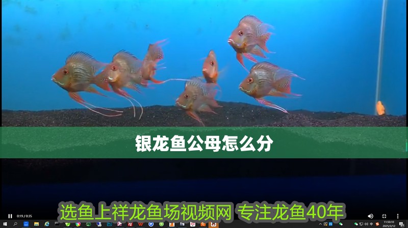 銀龍魚公母怎么分