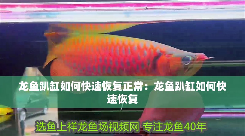 龍魚趴缸如何快速恢復正常：龍魚趴缸如何快速恢復