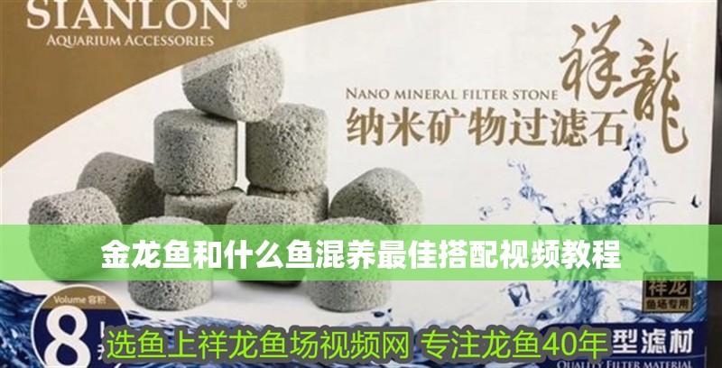 金龍魚(yú)和什么魚(yú)混養(yǎng)最佳搭配視頻教程