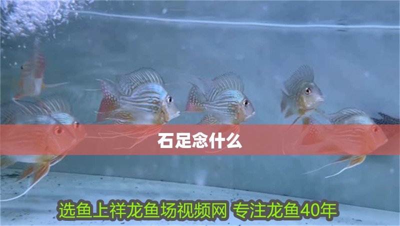 石足念什么