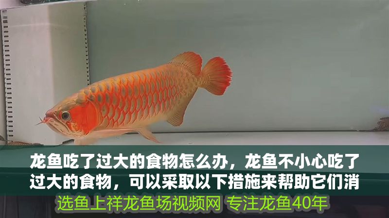 龍魚吃了過大的食物怎么辦，龍魚不小心吃了過大的食物，可以采取以下措施來幫助它們消化