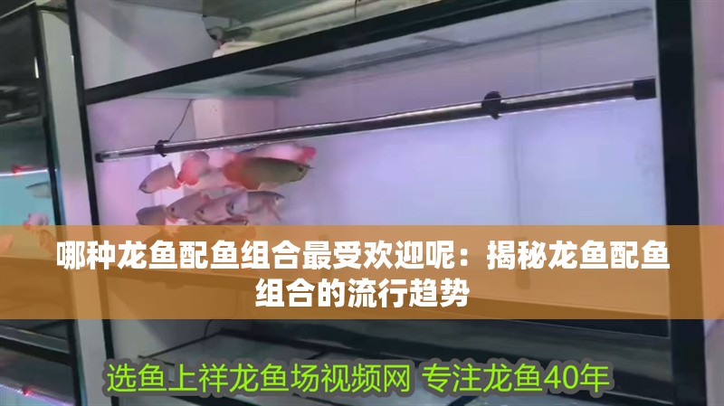 哪種龍魚配魚組合最受歡迎呢：揭秘龍魚配魚組合的流行趨勢