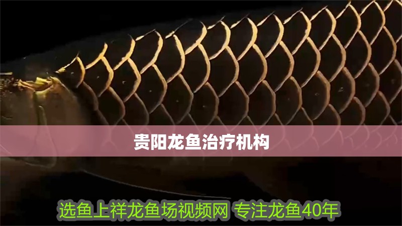 貴陽龍魚治療機構
