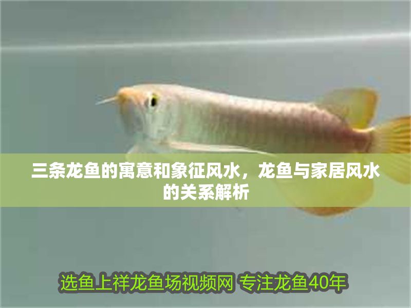 三條龍魚的寓意和象征風水，龍魚與家居風水的關系解析 三條龍魚的寓意和象征風水，龍魚與家居風水的關系解析 龍魚百科 第2張