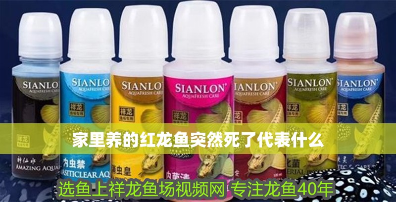 家里養(yǎng)的紅龍魚突然死了代表什么