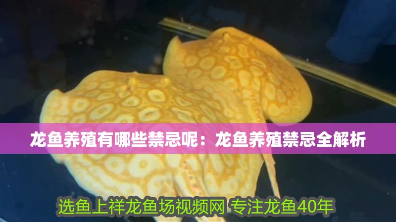 龍魚養殖有哪些禁忌呢：龍魚養殖禁忌全解析