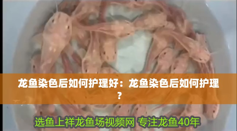 龍魚染色后如何護理好：龍魚染色后如何護理？ 龍魚染色后如何護理好：龍魚染色后如何護理？ 水族問答