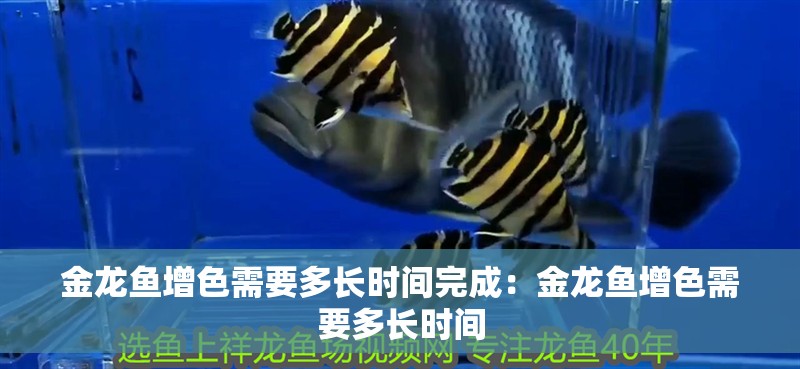金龍魚增色需要多長時間完成：金龍魚增色需要多長時間