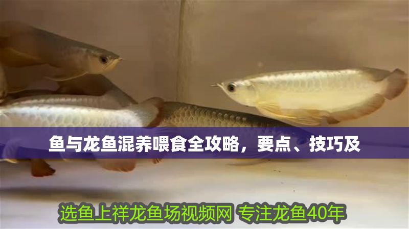 魚與龍魚混養喂食全攻略，要點、技巧及 魚與龍魚混養喂食全攻略，要點、技巧及 龍魚百科 第1張