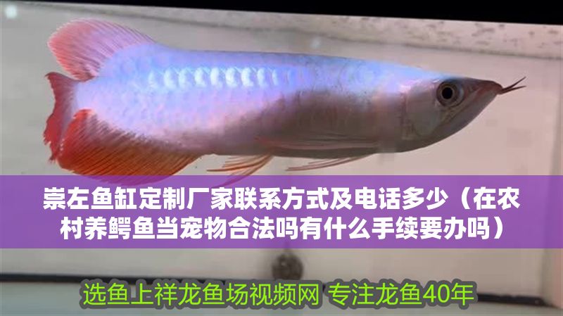 崇左魚缸定制廠家聯系方式及電話多少（在農村養鱷魚當寵物合法嗎有什么手續要辦嗎）