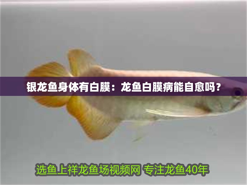 銀龍魚身體有白膜：龍魚白膜病能自愈嗎？
