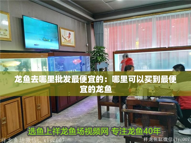 龍魚去哪里批發最便宜的：哪里可以買到最便宜的龍魚
