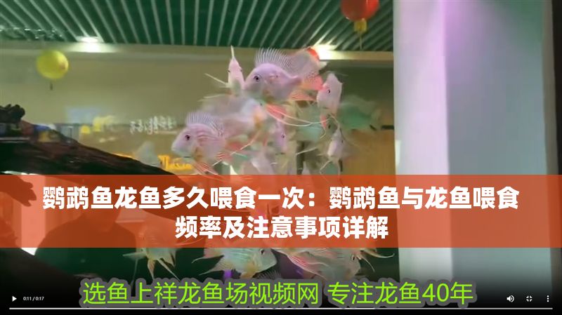 鸚鵡魚龍魚多久喂食一次：鸚鵡魚與龍魚喂食頻率及注意事項(xiàng)詳解 鸚鵡魚龍魚多久喂食一次：鸚鵡魚與龍魚喂食頻率及注意事項(xiàng)詳解 龍魚百科 第1張