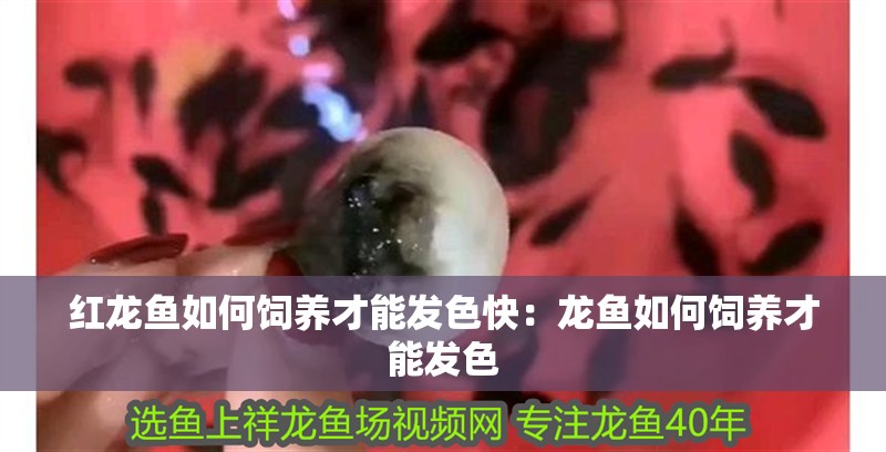 紅龍魚如何飼養(yǎng)才能發(fā)色快：龍魚如何飼養(yǎng)才能發(fā)色