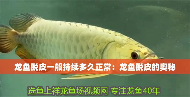 龍魚脫皮一般持續多久正常：龍魚脫皮的奧秘