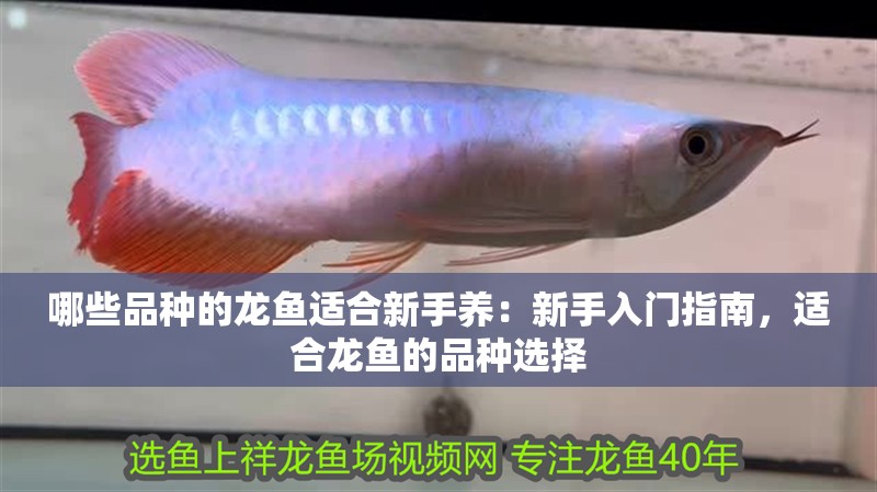 哪些品種的龍魚適合新手養(yǎng)：新手入門指南，適合龍魚的品種選擇