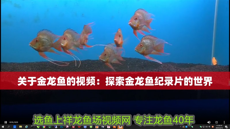 關于金龍魚的視頻：探索金龍魚紀錄片的世界