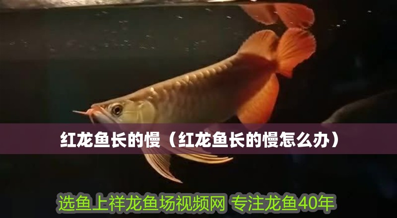 紅龍魚長的慢（紅龍魚長的慢怎么辦） 紅龍魚長的慢（紅龍魚長的慢怎么辦） 龍魚百科