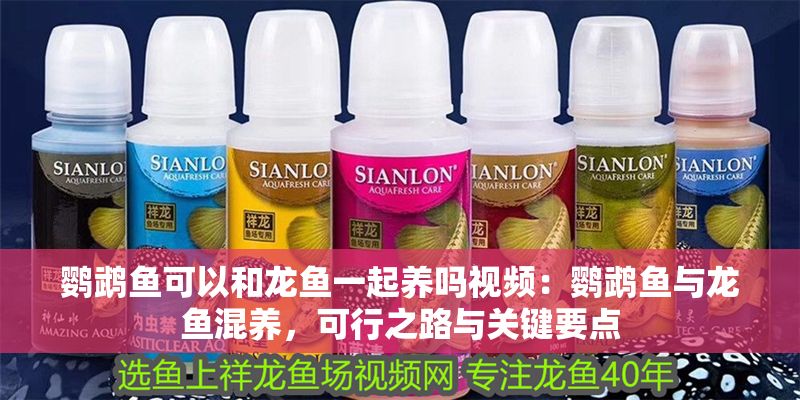 鸚鵡魚可以和龍魚一起養嗎視頻：鸚鵡魚與龍魚混養，可行之路與關鍵要點