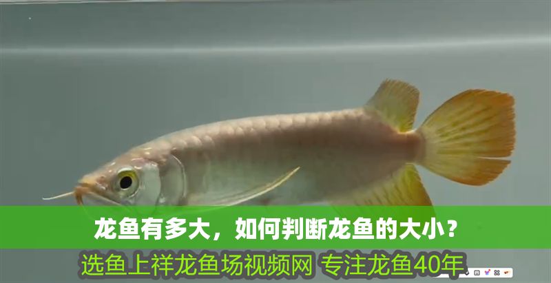 龍魚有多大，如何判斷龍魚的大小？
