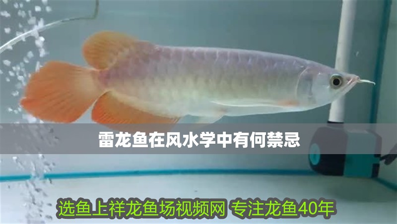 雷龍魚在風水學中有何禁忌