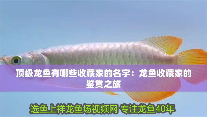 魚缸造景先放沙還是先放水(魚缸造景先鋪沙還是先放石頭) 頂級龍魚有哪些收藏家的名字:龍魚收藏家的鑒賞之旅 水族問答 頂級龍魚有哪些收藏家的名字:龍魚收藏家的鑒賞之旅 頂級龍魚有哪些收藏家的名字:龍魚收藏家的鑒賞之旅 水族問答