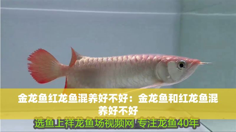 金龍魚紅龍魚混養(yǎng)好不好：金龍魚和紅龍魚混養(yǎng)好不好