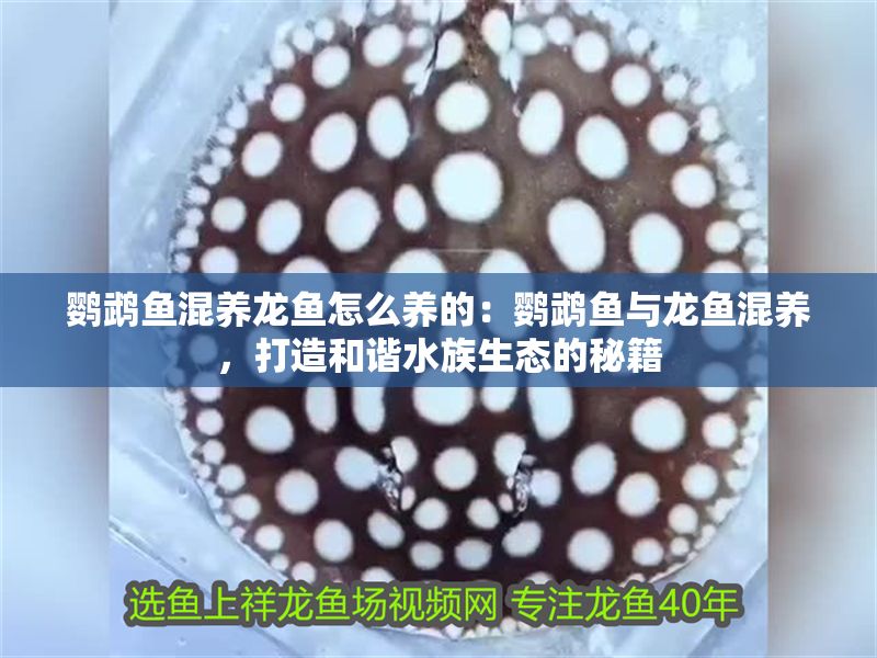 鸚鵡魚混養龍魚怎么養的：鸚鵡魚與龍魚混養，打造和諧水族生態的秘籍
