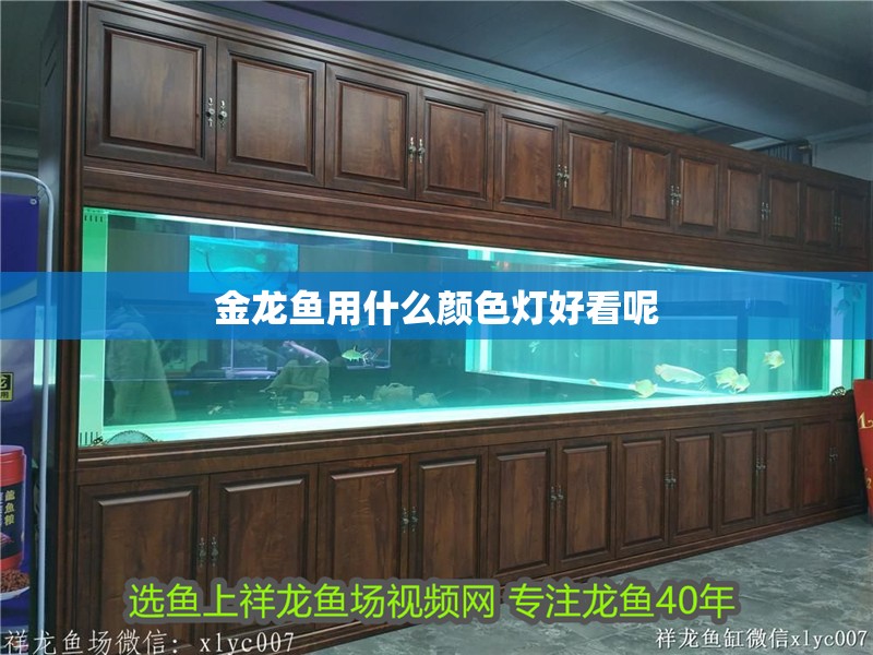 金龍魚用什么顏色燈好看呢 金龍魚用什么顏色燈好看呢 龍魚百科