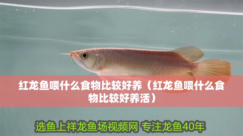 紅龍魚喂什么食物比較好養（紅龍魚喂什么食物比較好養活）