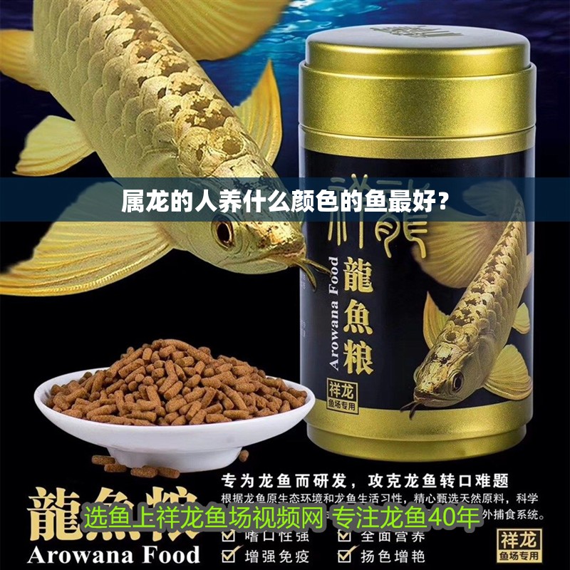 屬龍的人養什么顏色的魚最好？
