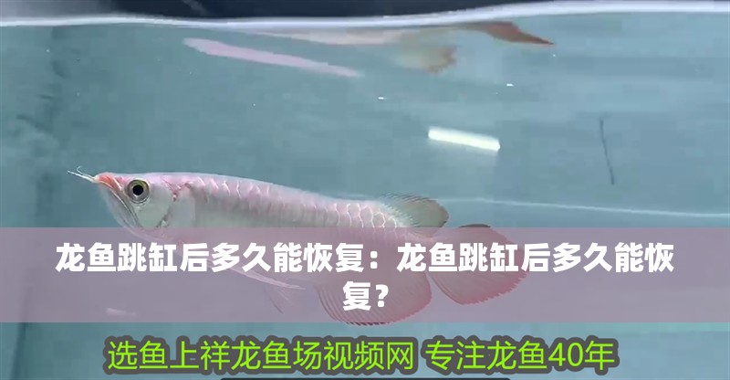 龍魚跳缸后多久能恢復(fù)：龍魚跳缸后多久能恢復(fù)？