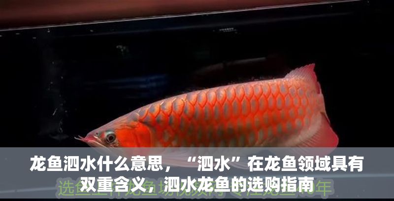 龍魚泗水什么意思，“泗水”在龍魚領域具有雙重含義，泗水龍魚的選購指南