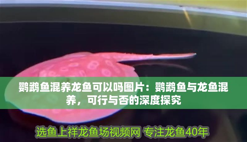 鸚鵡魚混養龍魚可以嗎圖片：鸚鵡魚與龍魚混養，可行與否的深度探究